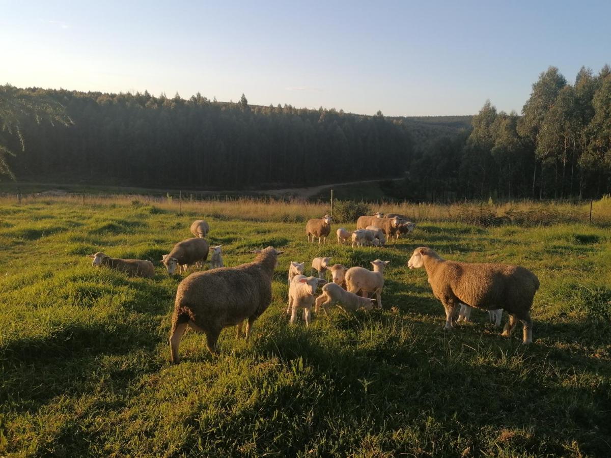 Rocks & Roses Farm Stay Lochiel Exterior foto